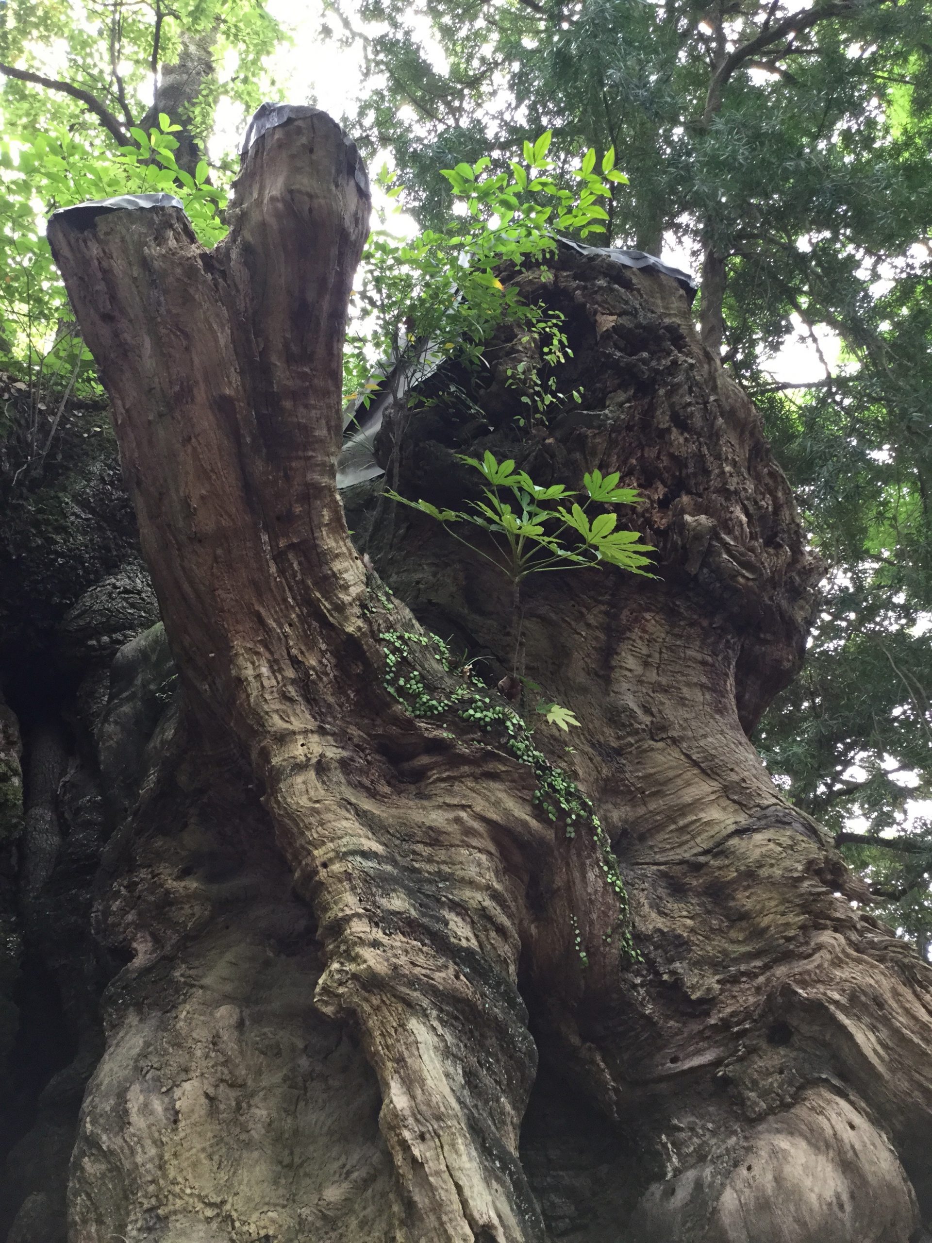 来宮神社のご神木　樹齢2千年を超えの「大楠」