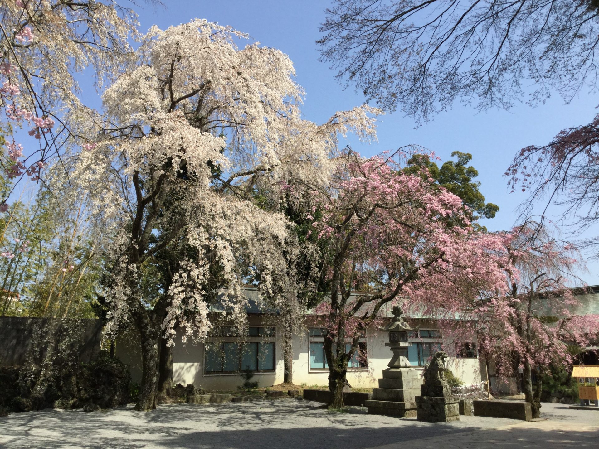 伊豆山神社　しだれ桜